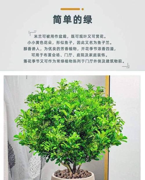如何养出美丽的米兰花园（探索米兰花园的秘密，让您的花园绽放生机）