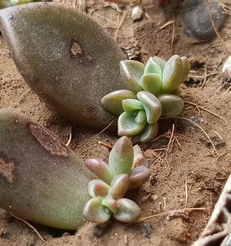 多肉植物的繁殖技巧（了解多肉植物繁殖方法，让你的多肉植物生生不息）
