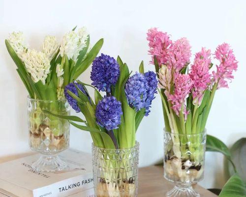 风信子花的象征意义（探究花语、寓意及文化背景）
