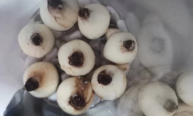如何消毒风信子根发霉(有效清除风信子根中的霉菌,保障植物生长健康)