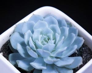 《以霜之朝怎么养？》（探索霜之朝的育养方法与技巧）