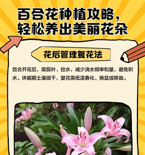 百合花的冬季养护(让百合花在寒冷的冬天绽放美丽)