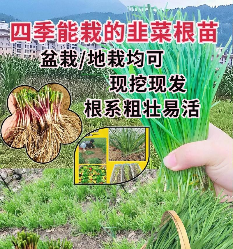 以九菜种子怎么发芽（种植九菜需要注意的关键点）
