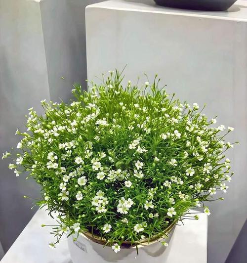 满天星之美——如何养护满天星植物（满天星，植物的繁花盛景）