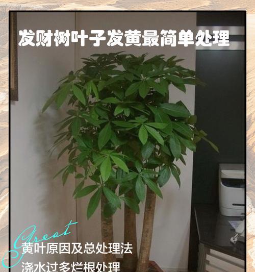 如何应对叶子黄化问题？（以钱串树叶子黄怎么办）