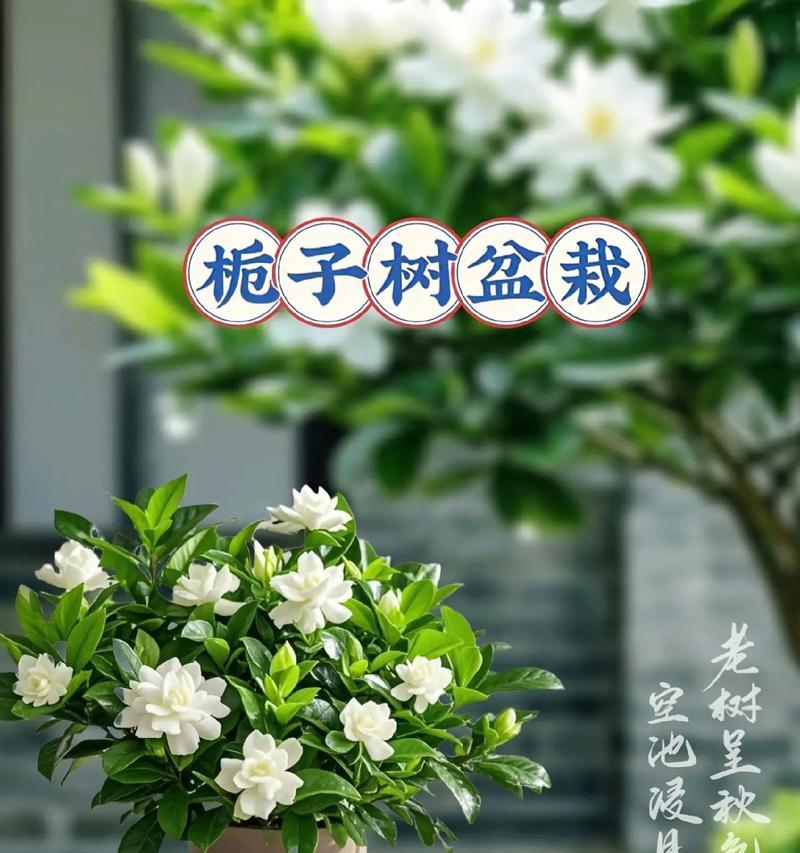 盆栽栀子花的土壤更换技巧（养护专家教你正确更换盆栽栀子花的土壤）
