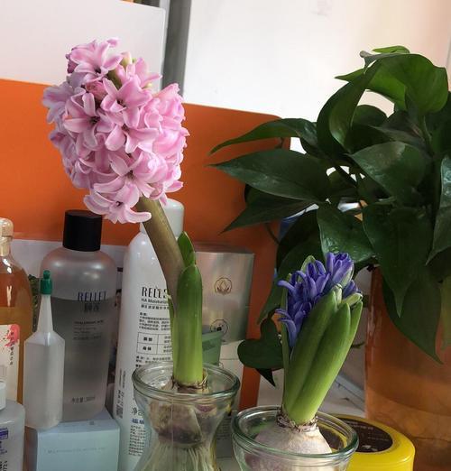 风信子花蕊长霉的原因及应对方法（解析风信子花蕊长霉的成因与预防措施）