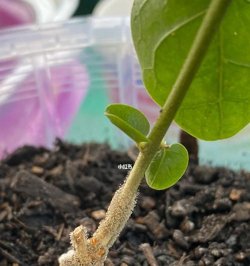 茉莉花为何耷拉下来？（探究茉莉花耷拉的原因与解决方法）