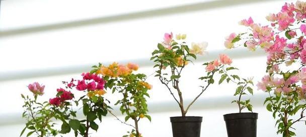 以三角梅嫁接效果如何？（探索三角梅嫁接的成效与关键因素）