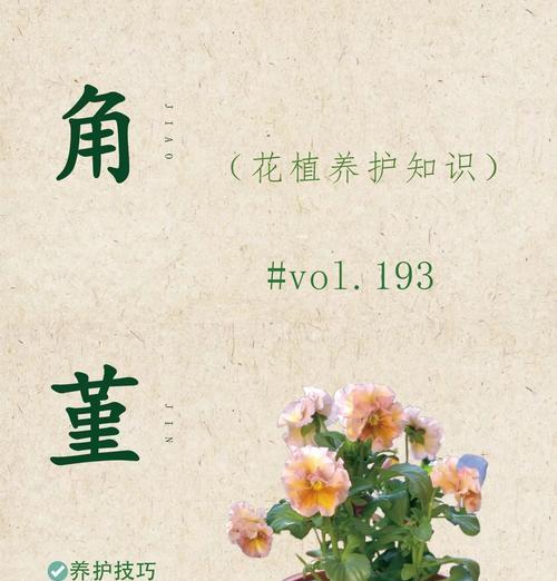 角堇休眠期的养护技巧（角堇植物的休眠期特征及如何正确护理它们）