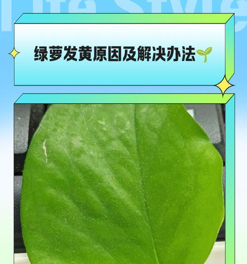 绿萝嫩叶子茎部烂掉的原因及解决方法（了解绿萝茎部烂掉的原因，有效保护绿萝生长）