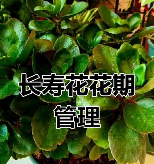 以一长寿花的管理为主题的全面指南（打造健康、美丽的长寿花园的关键技巧）