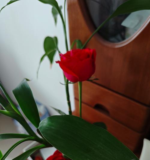 以玫瑰花怎么养家庭养法水养（一起来学习水养玫瑰花的技巧吧！）
