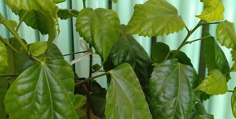 扶桑花结籽情况详解（探讨扶桑花结籽与其生命周期的关系）