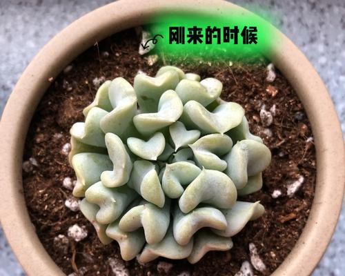 夏季怎样养护以特玉莲