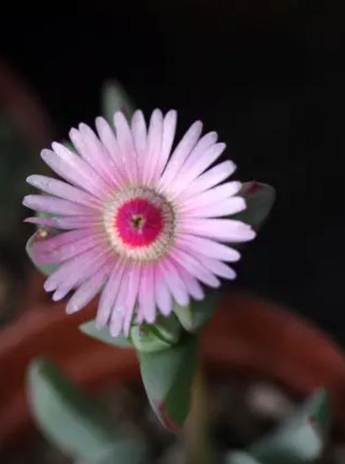 鹿角海棠开花之养护技巧（探秘鹿角海棠开花的奥秘，让花园春意盎然）