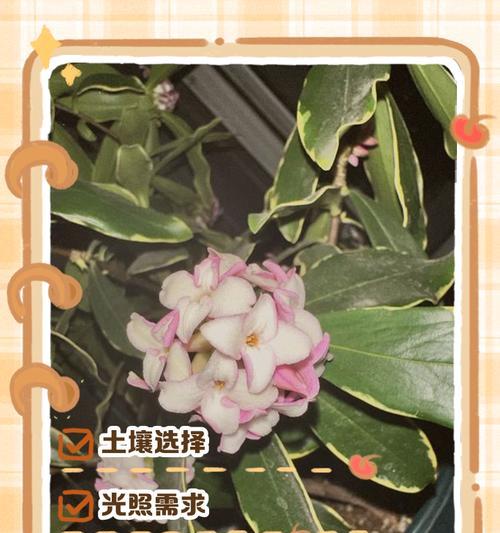 夏季瑞香养护指南（打造清爽宜人的夏日花园，从瑞香开始）