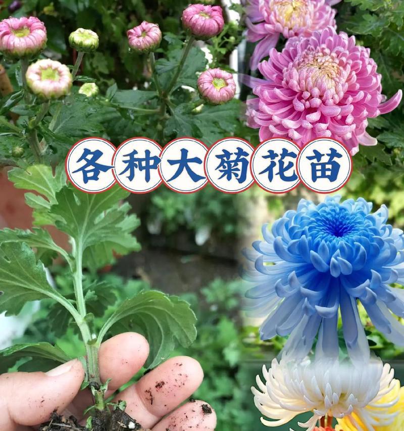 如何正确浇水菊花？（菊花浇水时间和正确方法，让你的花更茁壮）