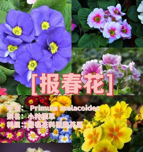 室外多年生花卉的栽培与养护(品种分类、生长环境、肥料施用等知识详解)