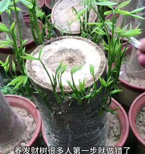 如何正确浇水养护一小盆发财树（水分是发财树成长的关键，掌握这些方法你也能成为盆栽专家）