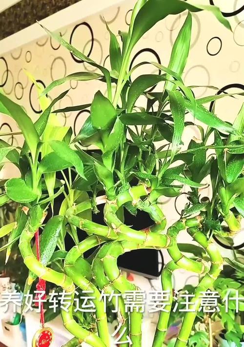 如何培养健康的转运竹？（养护转运竹的关键技巧和方法）