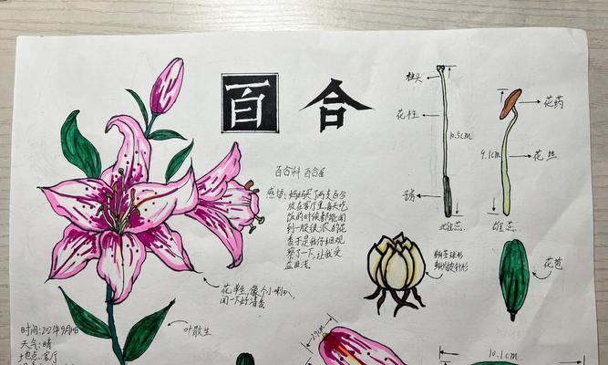 揭秘百合花的开花奥秘（探索百合花开花的关键因素与技巧）