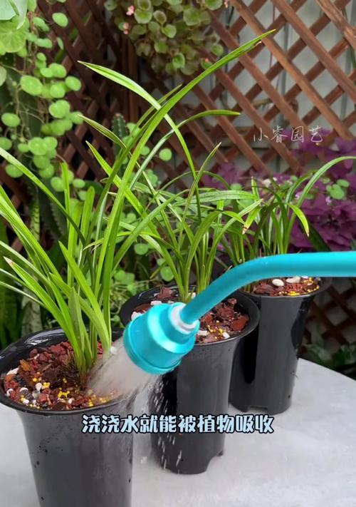 如何补救以兰花浇水烂根问题（教你有效修复兰花烂根的方法与技巧）