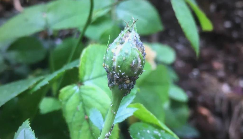月季花长蚜虫防治方法及措施（保护月季花免受长蚜虫侵害，让你的花园焕发靓丽花海）