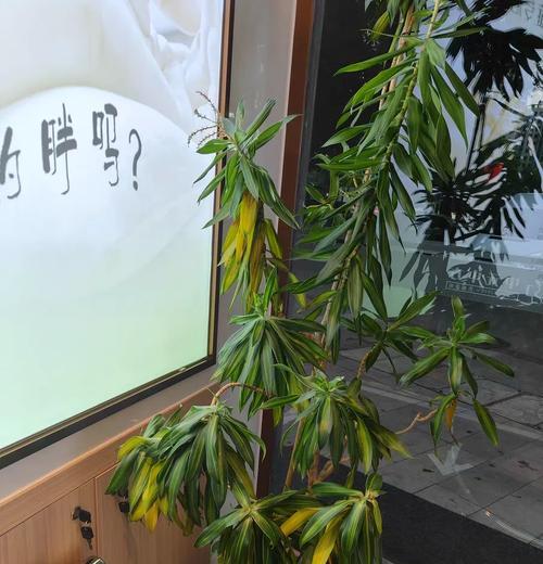 竹子叶清洗指南（以竹子的叶子怎么清洗为主题，全面解决清洗难题）