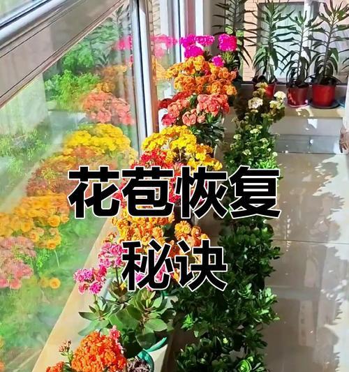 长寿花叶片干瘪的原因及处理方法（长寿花叶片干瘪可能的原因与解决办法）