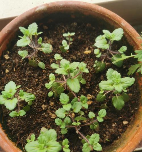 以六倍利怎么分苗（实现高效种植的关键策略）