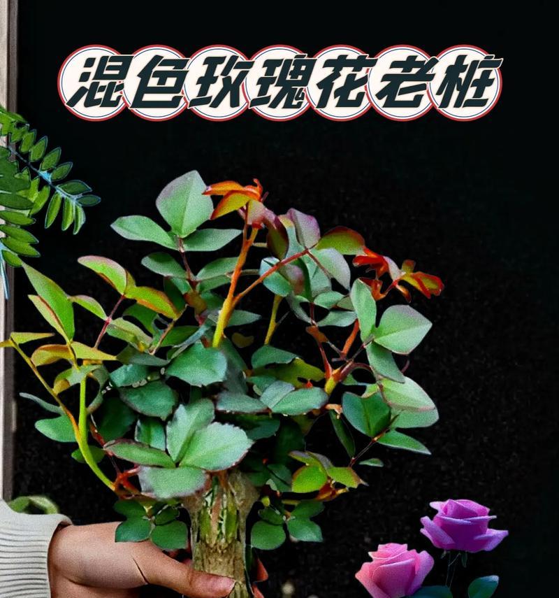 如何种植中叶子玫瑰花（轻松掌握中叶子玫瑰花种植技巧）