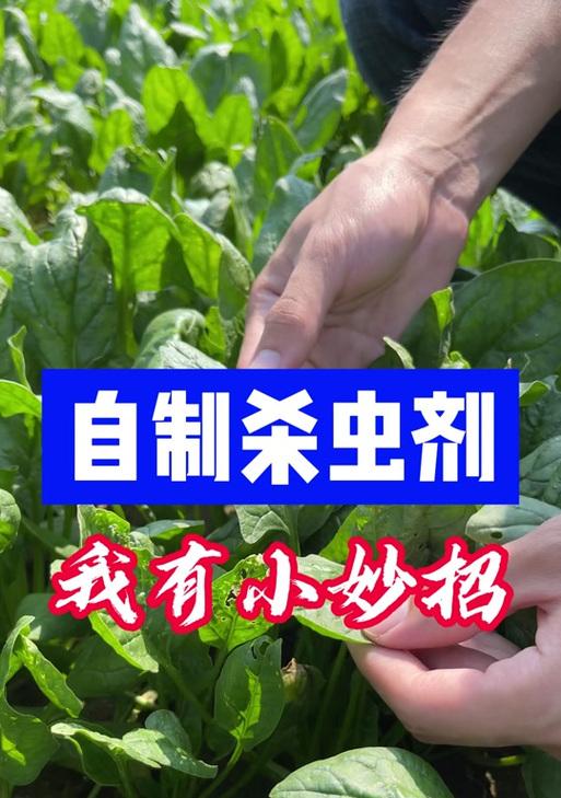 解决冬青生虫的妙招（轻松摆脱冬青生虫的困扰，让您的冬青重现生机）