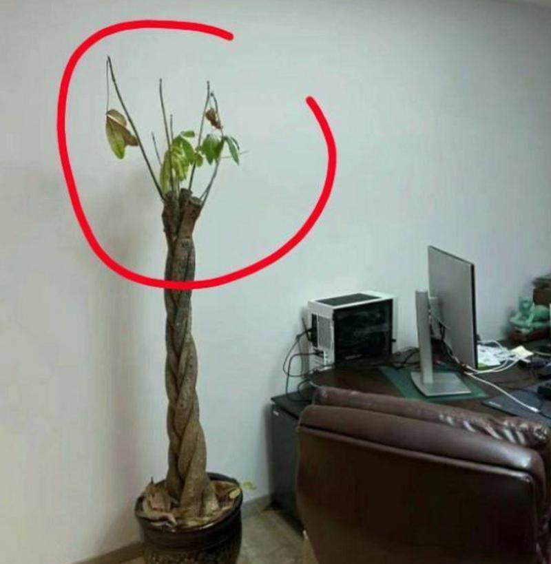 发财树顶部与根部烂掉了，如何拯救？（重振发财树的方法与技巧）