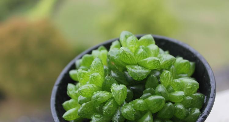 草玉露养徒之道（传承文化，薪火相传）