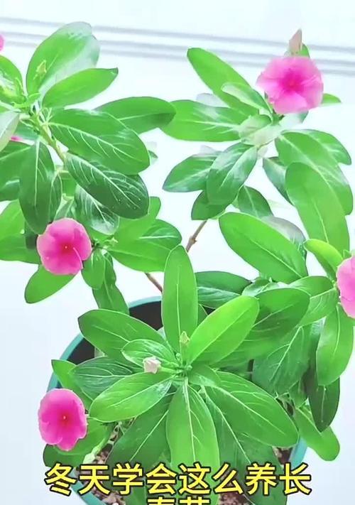 长春花的养殖方法详解（从种植到繁殖，让你轻松养出美丽的长春花）
