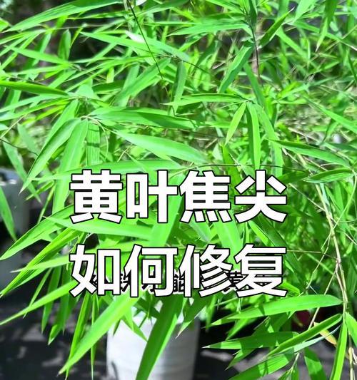 台湾竹叶发黄的原因与解决方法（了解台湾竹叶发黄原因，掌握科学的处理方式，让竹叶重现翠绿）