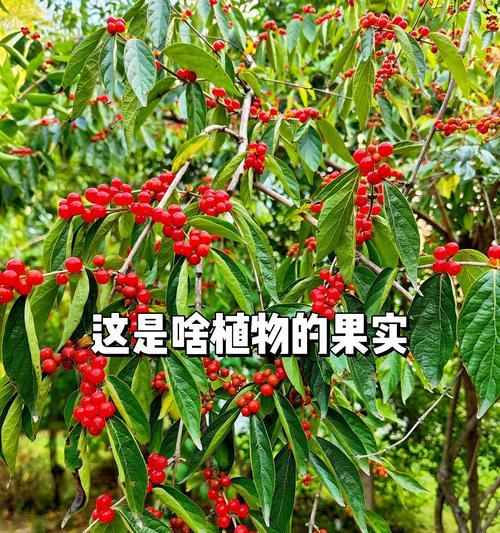 雀梅果子的食用与注意事项（了解雀梅果子的特点和功效）