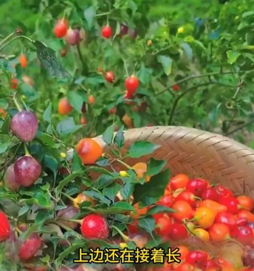 以小彩椒怎么养？