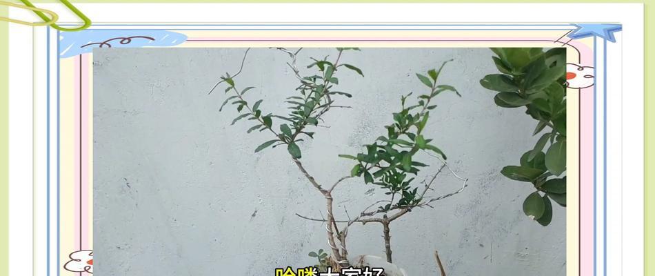 石榴苗栽种时间详解（最佳栽种时间、成活关键）