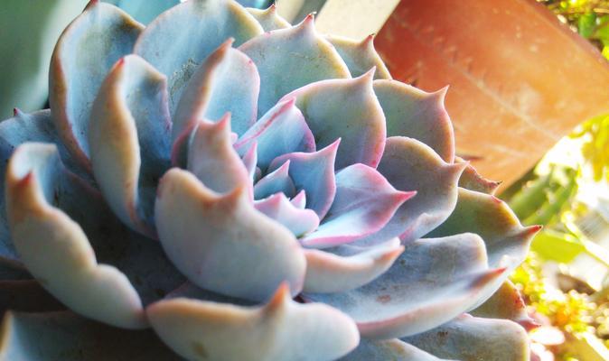以石莲花怎么种（掌握石莲花种植技巧，打造花园瑰丽景观）