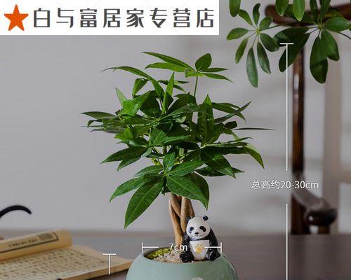 摇钱树盆栽如何处理树干上的小虫子？（摇钱树盆栽养护技巧分享，让你的植物远离小虫困扰）