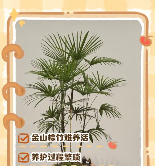 以棕竹怎么分株？（简单分株技巧分享）