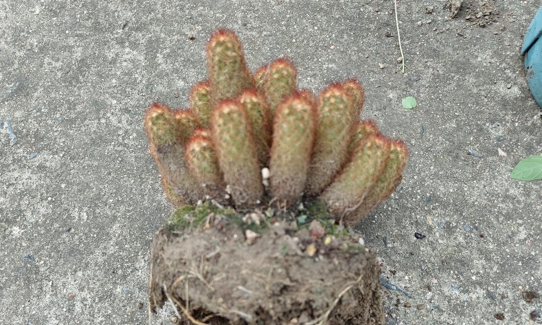金手指开花时间及生长环境的详细介绍（掌握金手指开花时间，让你的园林更加美丽）