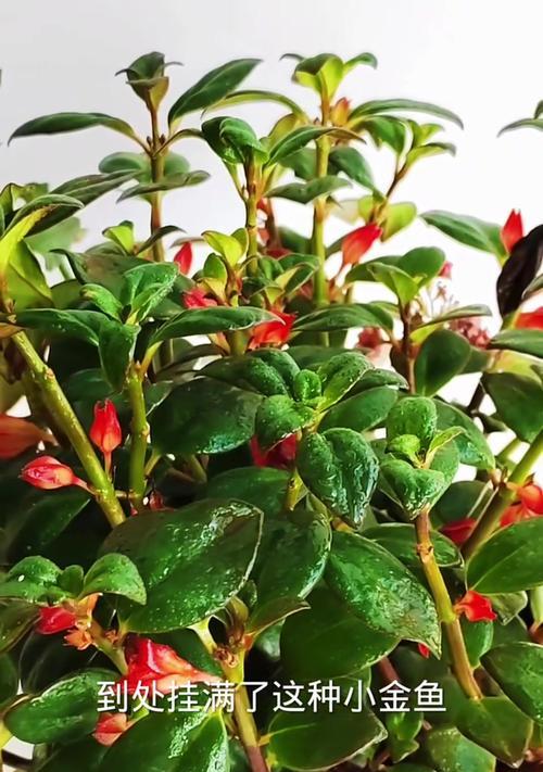 吊兰的虫害问题解决方法（探索如何有效应对吊兰植物上出现的虫子）