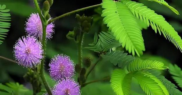 含羞草养殖全攻略（从种植到繁衍，打造美丽的含羞草花园）