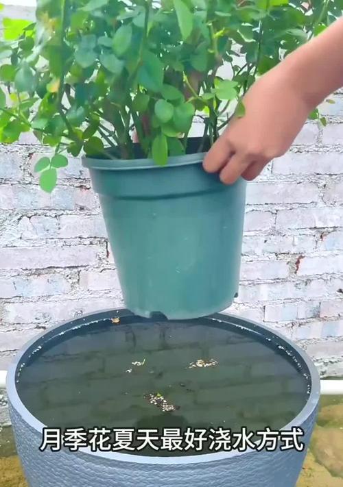 夏季养护月季花无根技巧（掌握关键方法，让你的月季花茁壮成长）