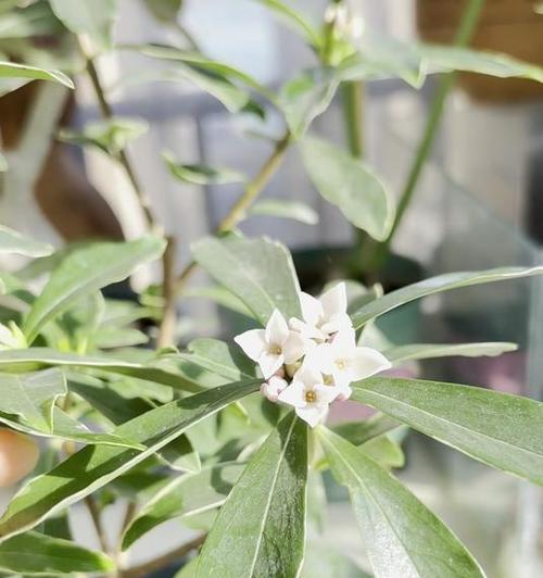 如何正确修剪瑞香植物（瑞香修剪方法、技巧和注意事项）
