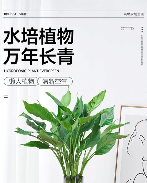 万年青盆景养殖的全攻略（打造居家小天地，掌握万年青盆景养殖关键）