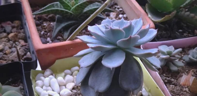 多肉怎样恢复原来的徒长状态(快速恢复徒长多肉的方法及技巧)